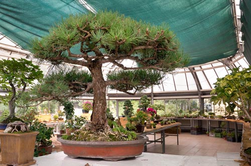 Bonsaje 2019 - foto 63