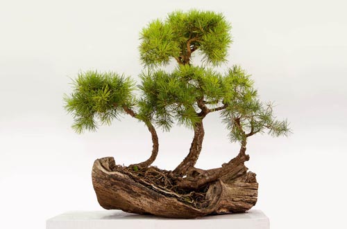 Bonsaje 2019 - foto 64