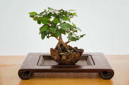 Bonsaje 2019 - foto 65