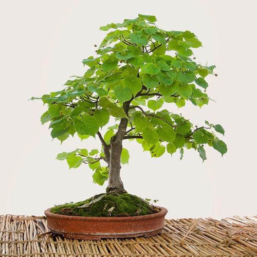 Bonsaje 2019 - foto 67