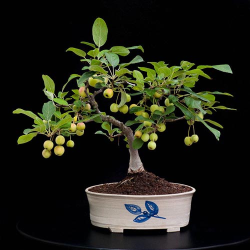 Bonsaje 2019 - foto 68