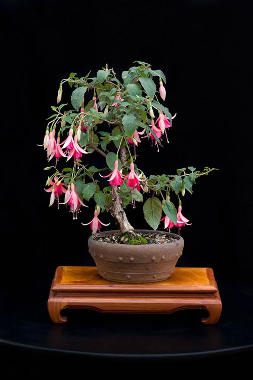 Bonsaje 2019 - foto 69