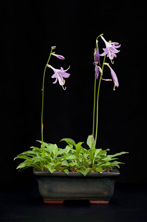 Bonsaje 2019 - foto 70