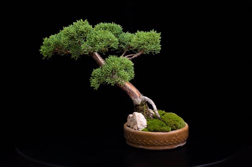 Bonsaje 2019 - foto 71