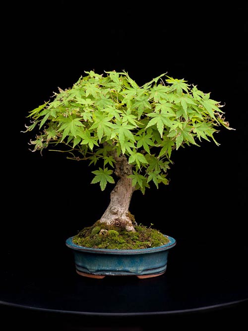 Bonsaje 2019 - foto 72