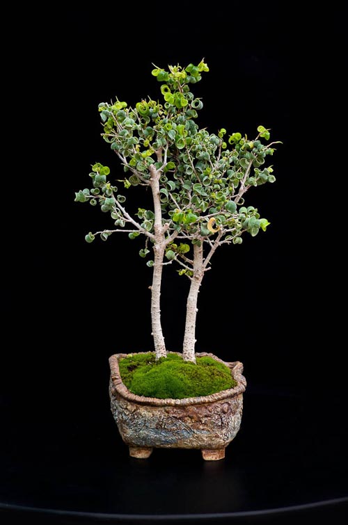 Bonsaje 2019 - foto 73