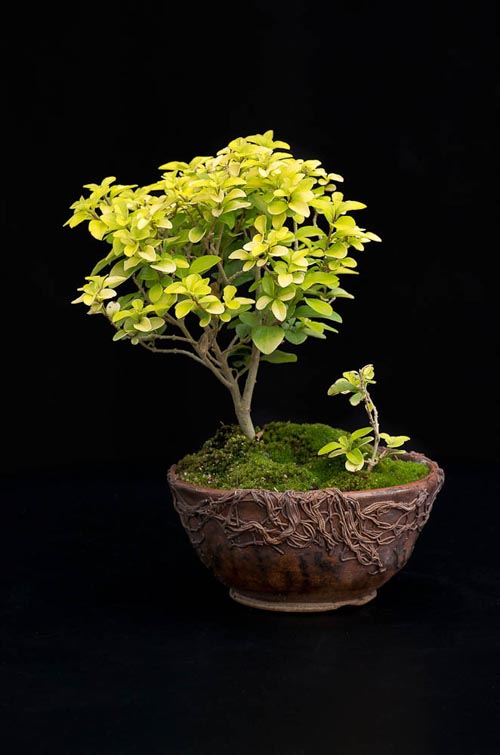 Bonsaje 2019 - foto 74