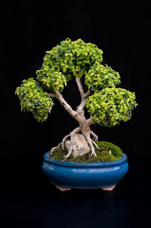 Bonsaje 2019 - foto 75