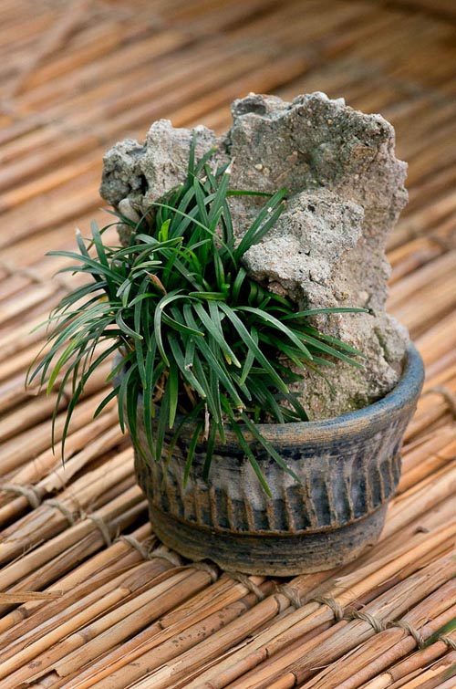 Bonsaje 2019 - foto 76