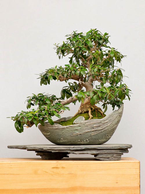 Bonsaje 2019 - foto 79