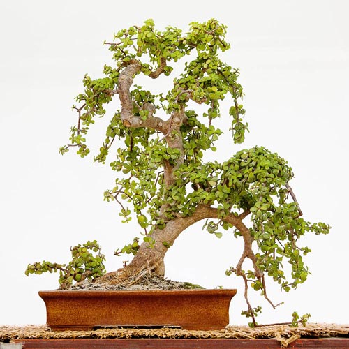 Bonsaje 2019 - foto 80