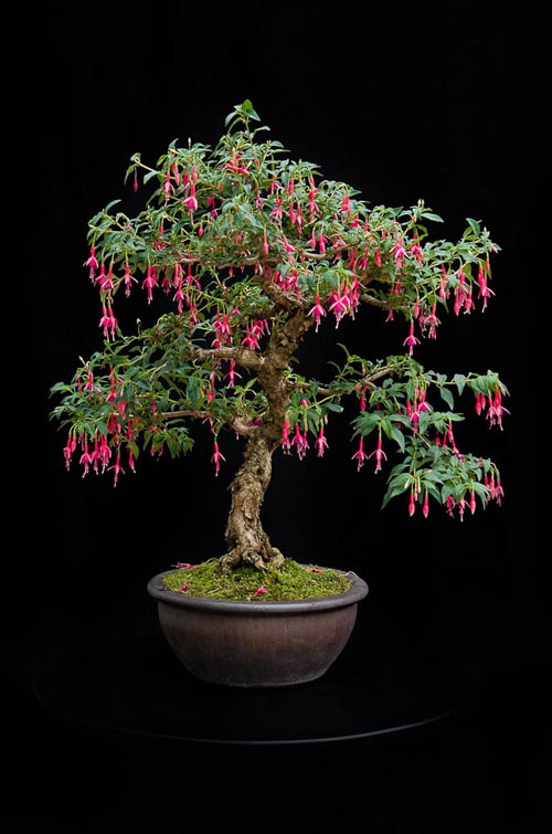 Bonsaje 2019 - foto 81