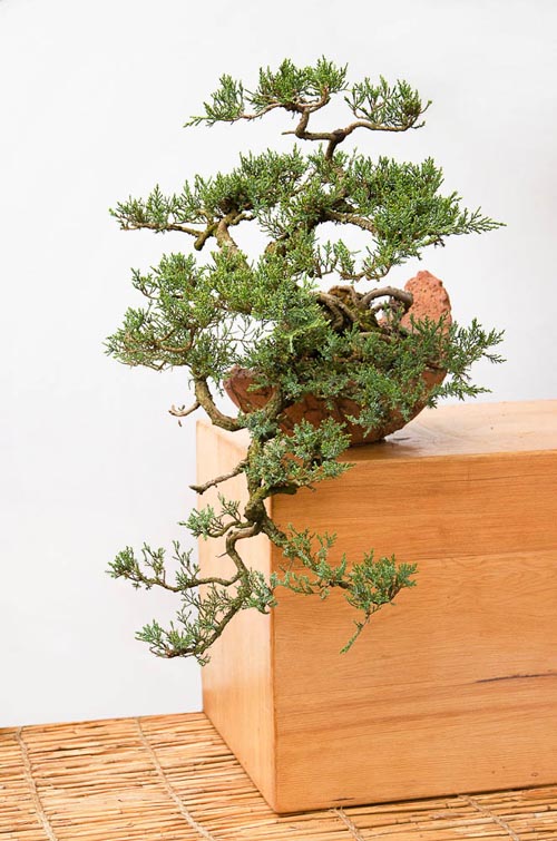 Bonsaje 2019 - foto 82