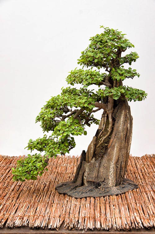 Bonsaje 2019 - foto 84