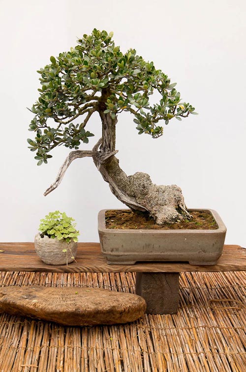 Bonsaje 2019 - foto 85