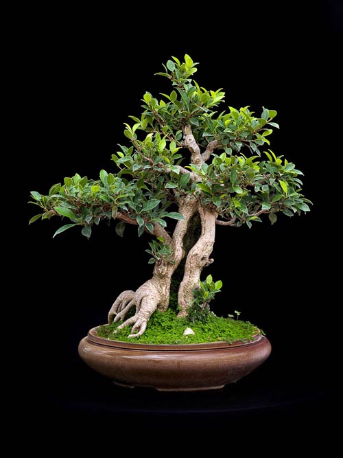 Bonsaje 2019 - foto 86