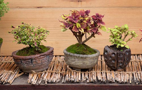 Bonsaje 2019 - foto 87