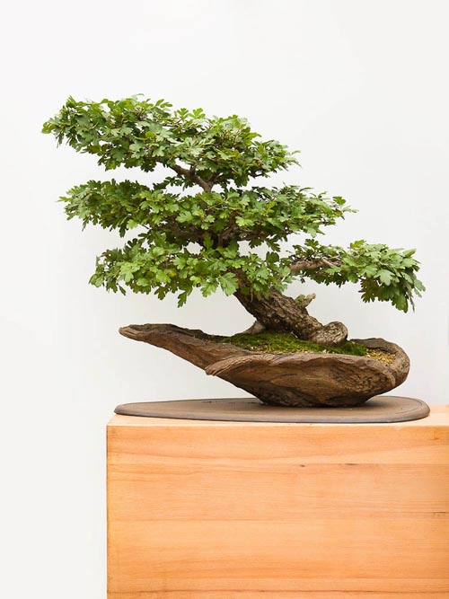 Bonsaje 2019 - foto 88