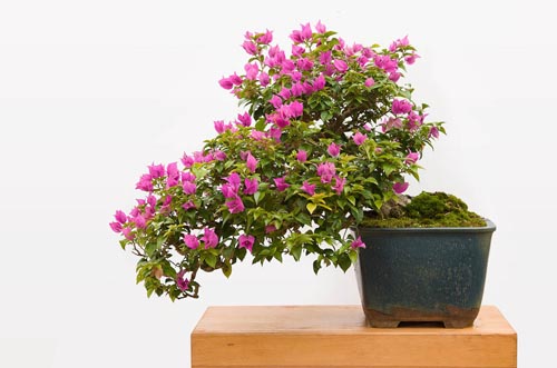 Bonsaje 2019 - foto 89