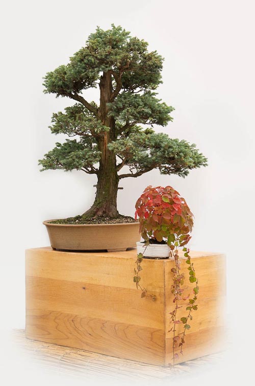 Bonsaje 2019 - foto 90