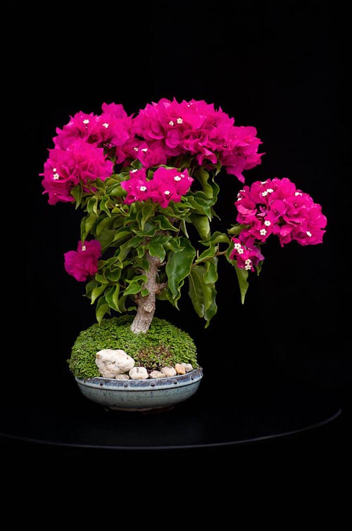 Bonsaje 2019 - foto 91