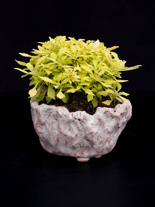 Bonsaje 2019 - foto 93