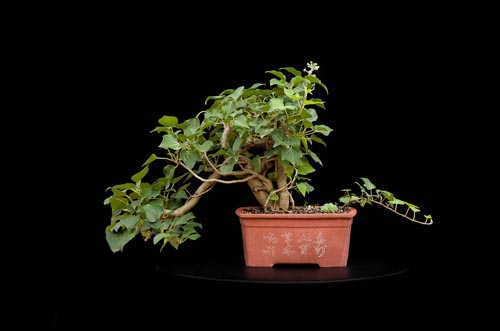 Bonsaje 2019 - foto 94