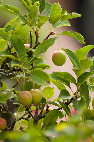 Bonsaje 2025 - vernisáž - foto 29