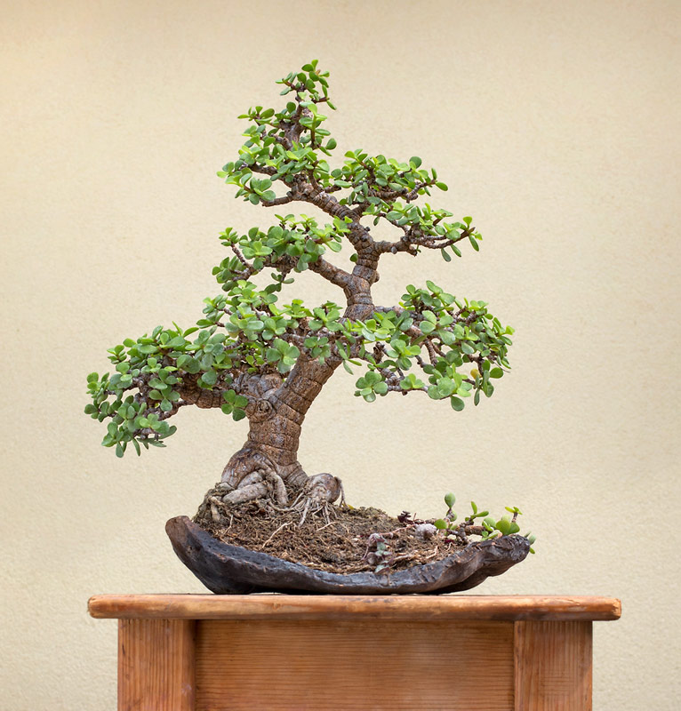 Autorská bonsaj